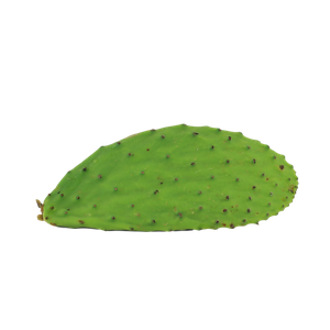 Cactus Pad