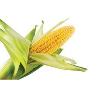 Corn, Sweet on the Cob